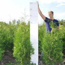 Thuja occidentalis 'Brabant' 125-150 cm 